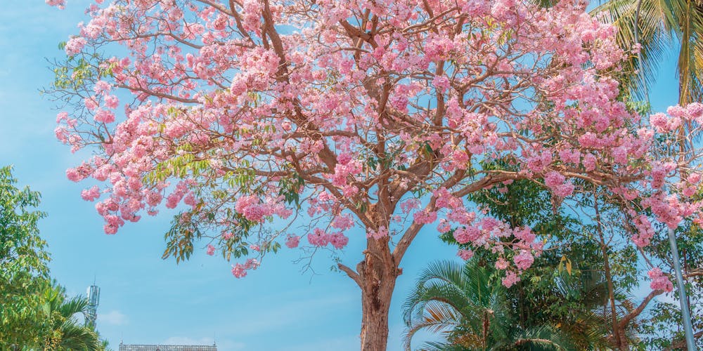 Nhận định kéo trải nghiệm xem video clip chơi ngay trên SexViet.Today - Nền tảng giải trí thư dãn đỉnh cao chiếm riêng mang lại phần rộng mập ráng